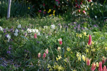 Bulbs Naturalized in a Meadow