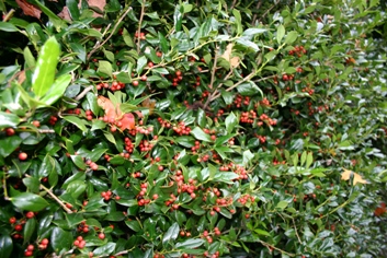Dwarf Burford Holly with Berries