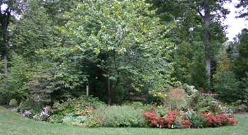 Perennials and Shrubbery