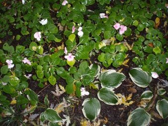 Hosta and Impatiens