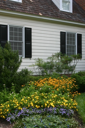 Black-eyed Susans with annuals