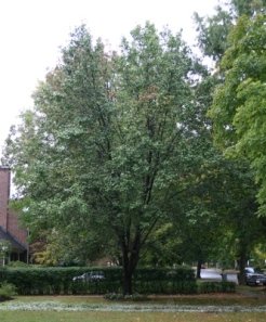 Bradford Pear beside Sugar Maple