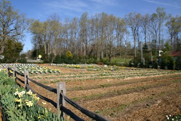 Split Rail Fence by Daffodil Field