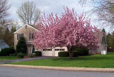 crab apple tree in bloom