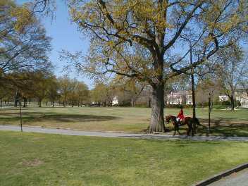 Large Shade Trees in the Spring