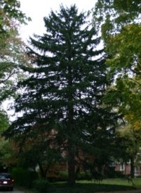 Norway Spruce with Sugar Maples