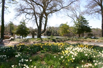 Daffodils