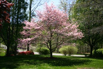 Pink Dogwood in bloom and beautifully pruned.