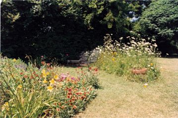 Queen Ann's Lace and Coreopsis