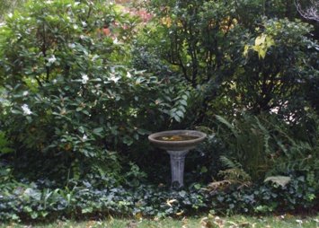 Evergreen Shrubs beside a Bird Bath