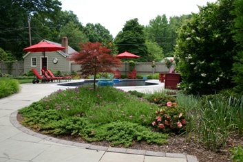 Japanese maple and Ice Plant in a well maintained landscape